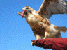 Red Backed Buzzard