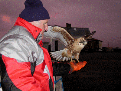 Red Backed Buzzard